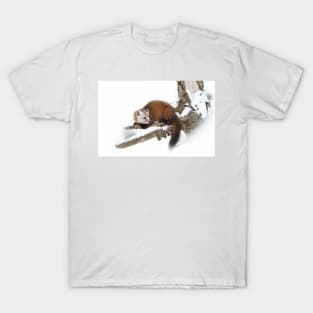 Pine Marten - Algonquin Park T-Shirt